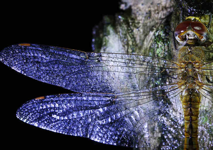 Mantises and dragonflies in Zhong Ming's insects world