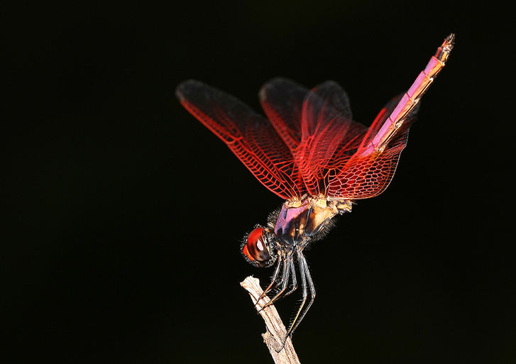 Mantises and dragonflies in Zhong Ming's insects world