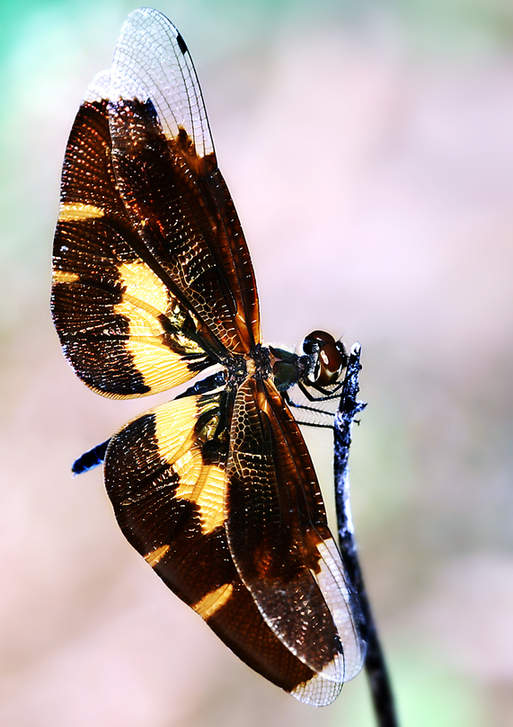 Mantises and dragonflies in Zhong Ming's insects world