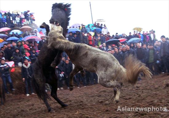 Battle of the stallions draws huge crowd