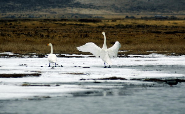 Whooping swans enjoy winter days