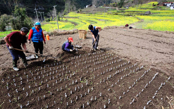 Spring farming dawns in SW China