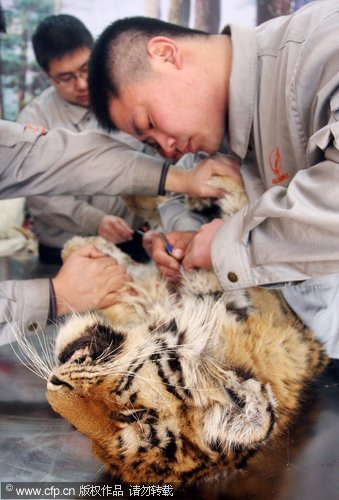 Tiger taxidermy