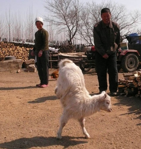 Goat stands tall on two legs