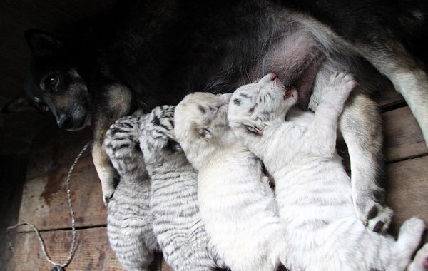 Dog nurses white tiger quadruplets