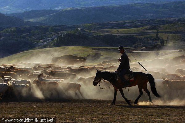 Driving herds to Altay Mountains 