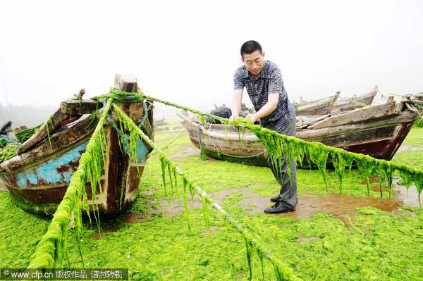 East China seawater attacked by algae