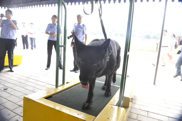 Police dogs show off their skills