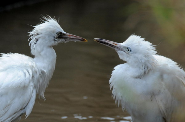 Young egrets drop dead en masse in E China