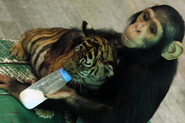 Tiger cub and chimp unlikely nursery playmates