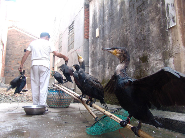 The flying fish hunters of China's past