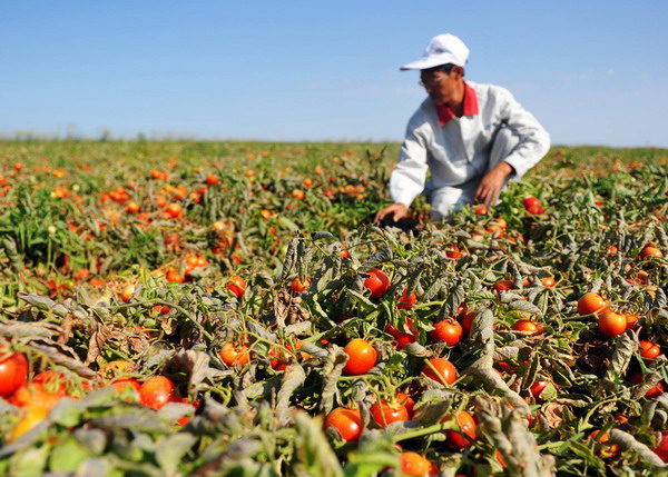 Tomato harvest season comes to Xinjiang