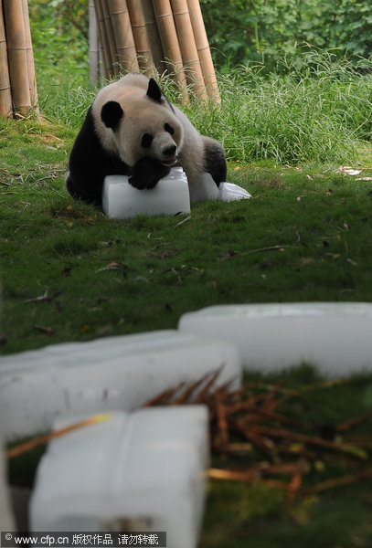 Giant pandas cool off with ice