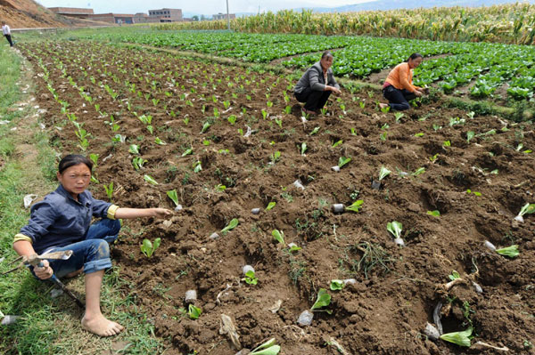 Crops fail in SW China drought