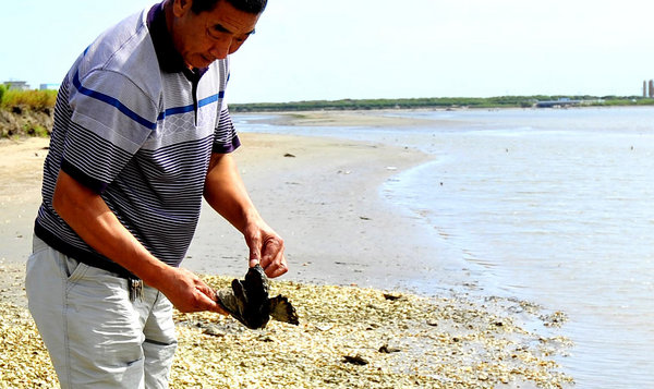 Dead sea life washes up on shore after oil spill