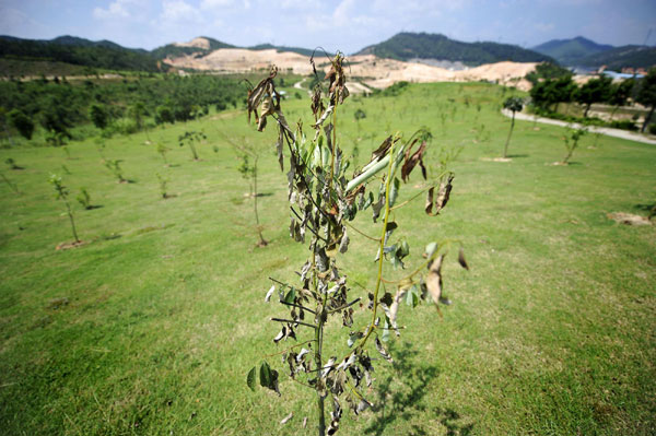 20,000 trees to be planted on a former golf course