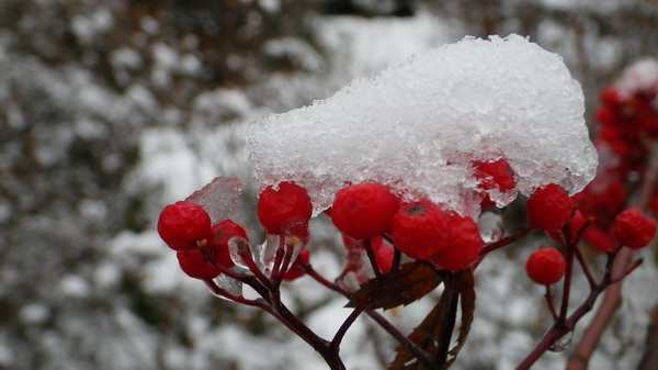 NE China gets first taste of winter