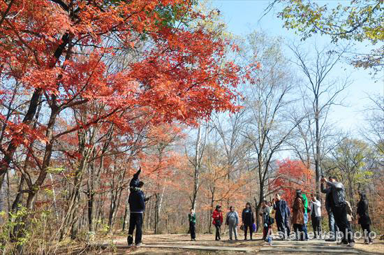 Autumn photos: Color of red