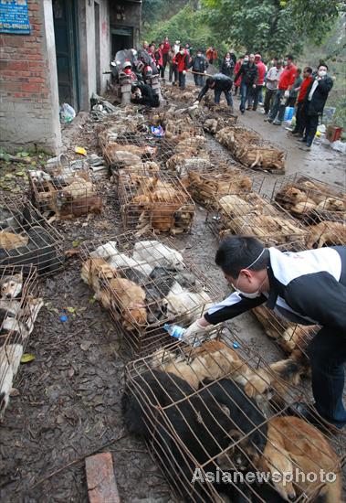 1,000 dogs saved from dining tables