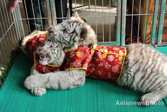 Dressed in New Year coats