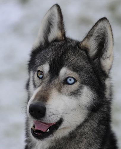 Huskies prepare for rally in Scotland