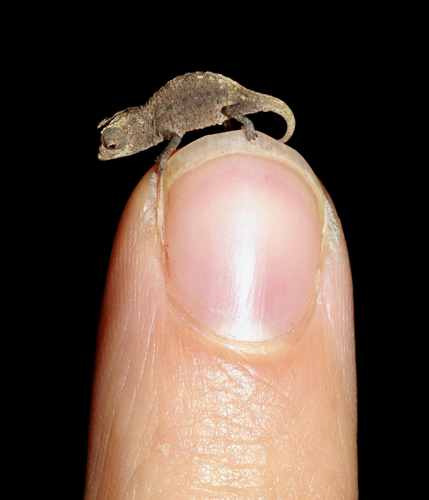 Smallest chameleon found in Madagascar