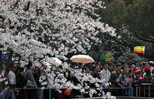 Cherry blossoms blooming on Taihu Lake