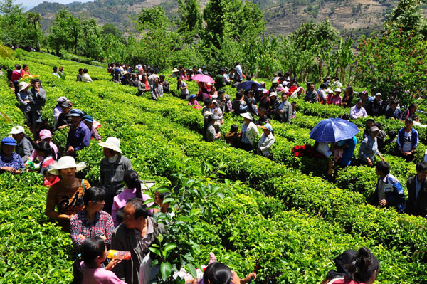 Ancient tea tree worshiped in SW China