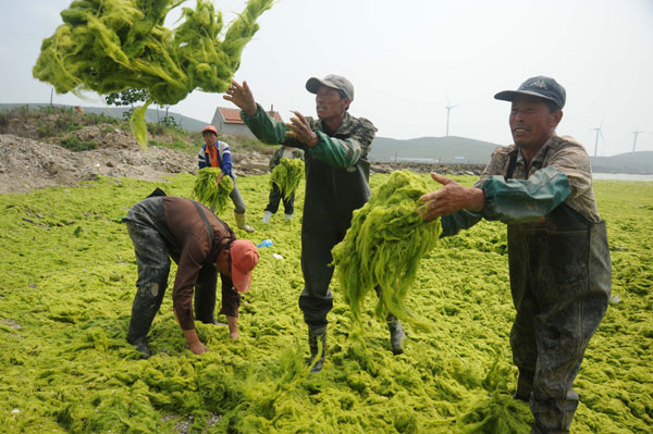 Sea grass clean-up for Asian Beach Games