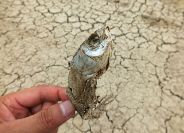 Drought hurts crops, fish in C China