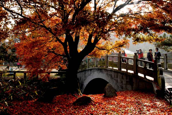 Golden autumn shimmers around China