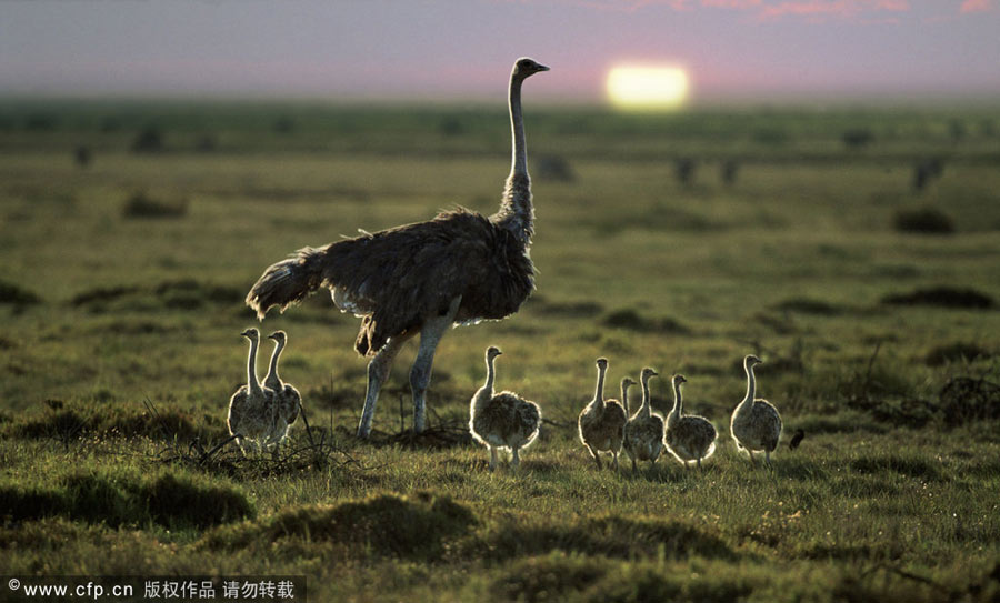 Magic of mothers and cubs