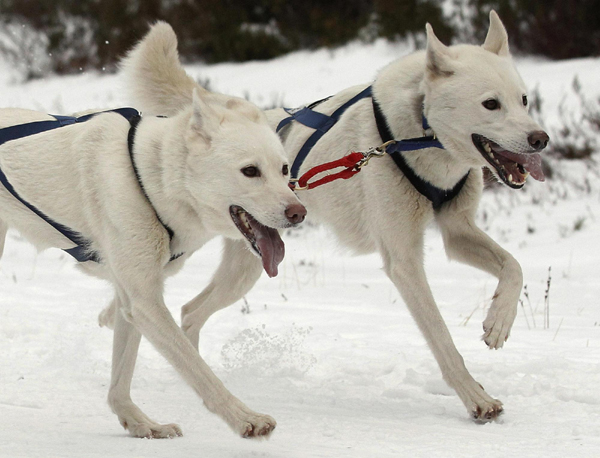 Sled dog rally to be held in Scotland