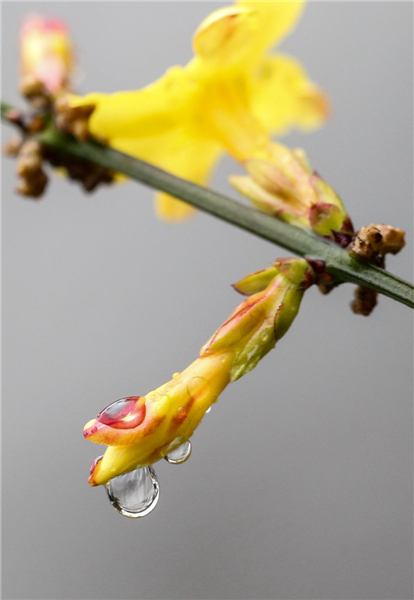 Flower buds bathing in rain