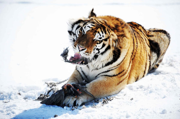 100 Siberian tigers could be born in biggest base