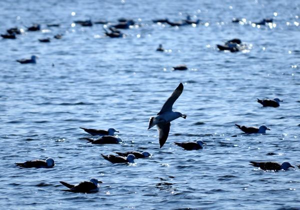 Wetland birds herald start of spring