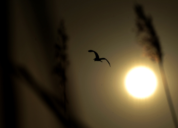 Wetland birds herald start of spring