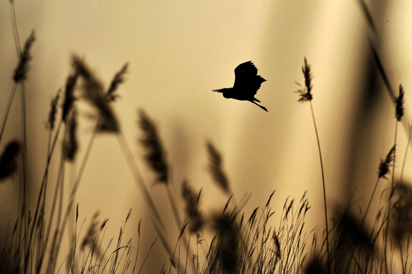 Wetland birds herald start of spring