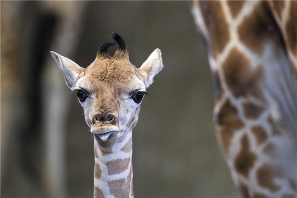 Baby giraffe named to honour shooting victims