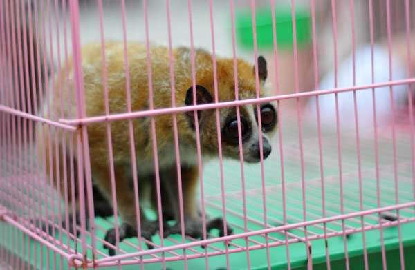 Illegal lemur trade uncovered in E China