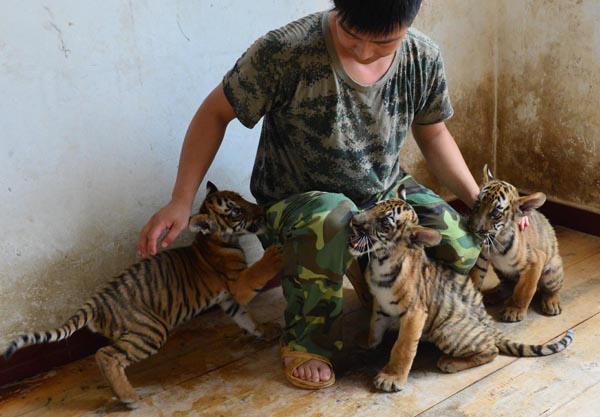 Newborn tiger cubs make debut in C China