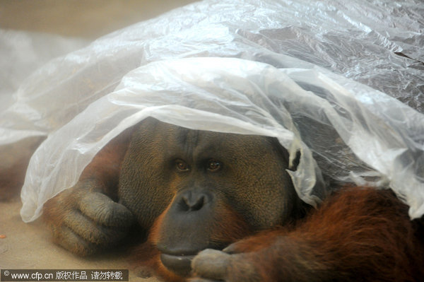 Animals stay cool in summer heat