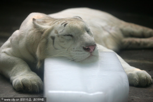 Animals stay cool in summer heat