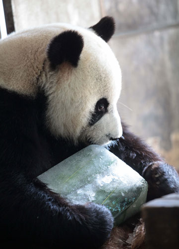 Panda chills out with cool meal