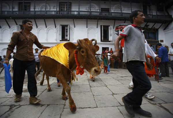 Festival of cows celebrated in Nepal