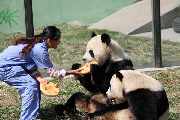 Giant pandas enjoy bamboo mooncakes