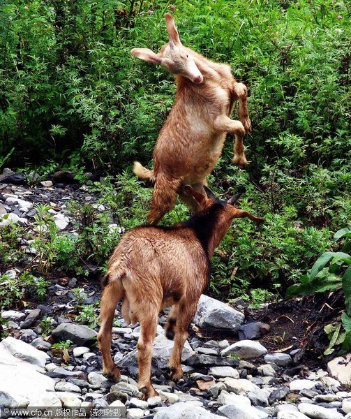 Locking horns in SW China