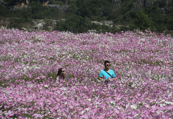 Coreopsis in full bloom in Yunnan