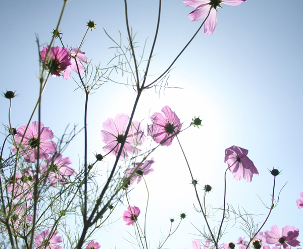 Coreopsis in full bloom in Yunnan