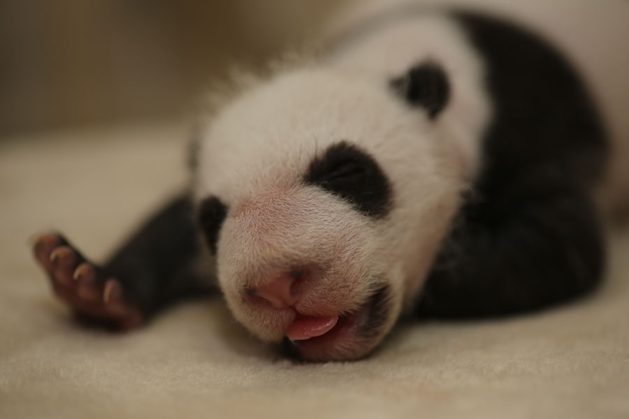 Newborn pandas growing in Chengdu